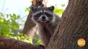 В Московском зоопарке - лето! Доброе утро. Фрагмент выпуска от 29.05.2023