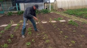 КАК СПАСТИ  РАССАДУ ОТ МЕДВЕДКИ ? ЧТО ДЕЛАТЬ, если МЕДВЕДКА сожрала саженцы ?