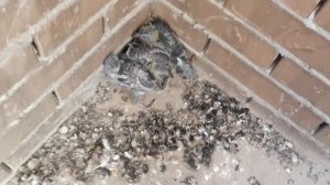 Гнездо голубей на балконе