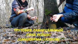 ГРИБЫ КУБАНИ | ГРИБЫ КРАСНОДАРСКОГО КРАЯ