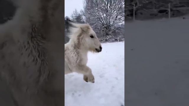 Шетлендский пони Элвин хочет растопить твое сердце ❄️ ❤️