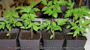 Томат Орлиное сердце