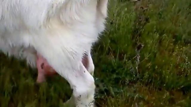 Гуляю с козами 8 мая 2018 год смотреть онлайн