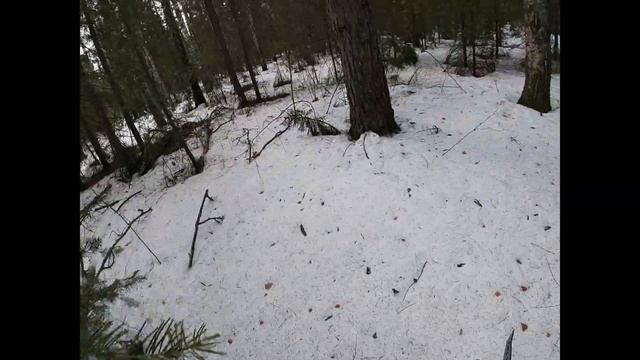 Сбор чаги берёзовой.Открываем сезон. смотреть онлайн