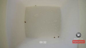 Испытываем на клопах Зондер