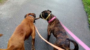 Недоуздок (халти) для собак. Какие плюсы. / halter for dogs