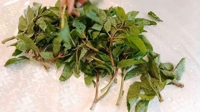 ЦЕЛЕБНОЕ РАСТЕНИЕ |МЯТА|. Ее польза и применение.