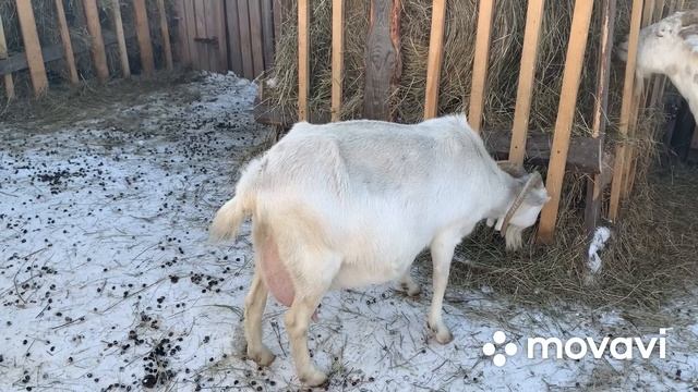 Про коз. Купили козу ….опять обман?//Что получили по почте// смотреть онлайн