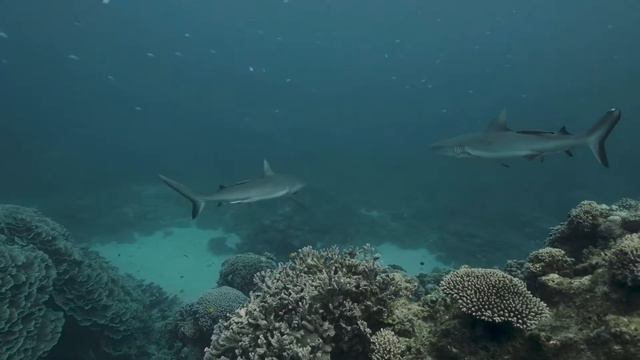 За 15 минут сделал прикормку для карася из подручных ингредиентов! Рыба яростно бросается на крючок смотреть онлайн