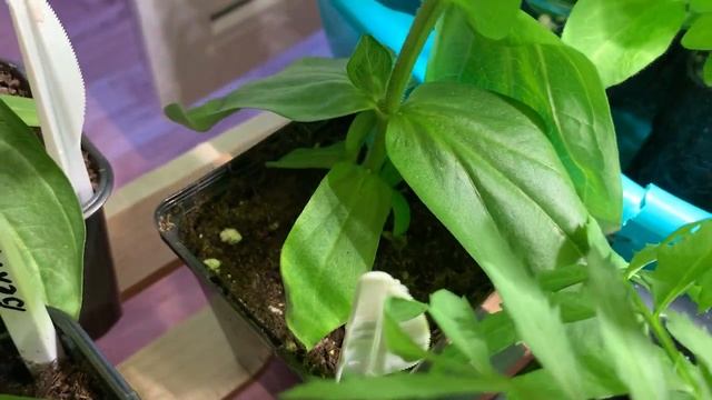 КУПИЛА КАШПО. ДЕЛАЮ КОМПОЗИЦИЮ ИЗ ЦВЕТОВ. КАК ВЫГЛЯДИТ РАССАДА ЦВЕТОВ. смотреть онлайн