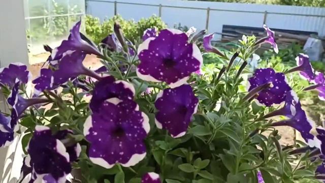 Петуния AlpeTunia «Glacier Sky»- вегетативная ампельная петуния