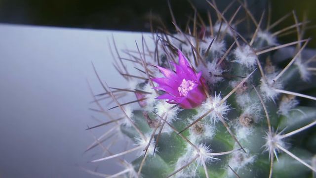 Цветение кактуса - таймлапс / Blooming cactus - timelapse