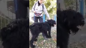 ризен/рчт харьков