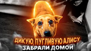 Дикую Алису забрали домой, какая у нее реакция? Я в шоке и теперь переживаю за нее.
