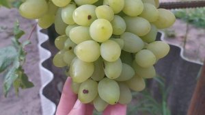 Виноград ДОЛГОЖДАННЫЙ пошел на созревание)