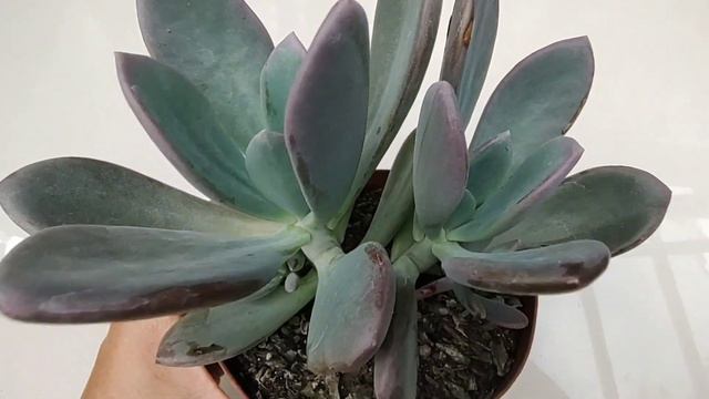 Promoção de suculentas kit de 15 unidades a partir de 60,00 em até 12 x no cartão de crédito confir смотреть онлайн