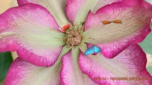 Клематис крупноцветковый Либерти (clematis liberty) ? обзор: как сажать, саженцы клематиса Либерти