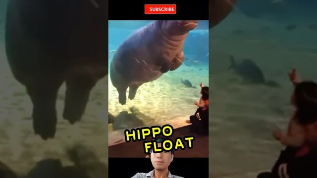 Hippo float #shorts #shortsvideo #viral #viralshorts смотреть онлайн