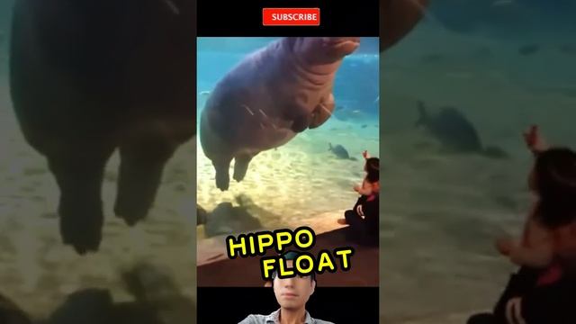 Hippo float  #shorts #shortsvideo #viral #viralshorts