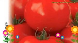 Томат Финиш (Томат). Краткий обзор, описание характеристик, где купить семена solánum lycopérsicum