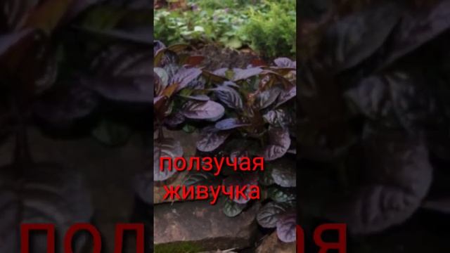 КАКИМ РАСТЕНИЯМ ЗАСТОЙ ВОДЫ НЕ ПОМЕХА?