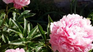 САРА БЕРНАР, пион