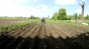 окучивание картофеля минитрактором с трёхсекционными окучниками