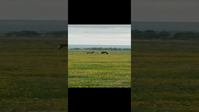 ЖЕРЕБЯТА VID_20230612_155225.mp4