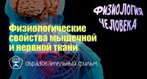Физиологические свойства мышечной и нервной ткани.
