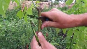 КЛЁН. Прививка клена ясенелистного в июне. Часть 1.