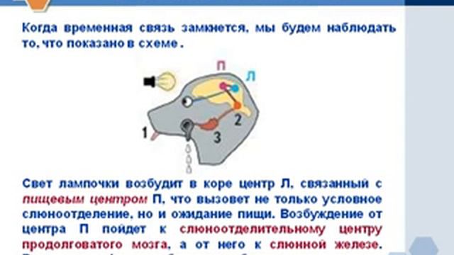 Регуляция пищеварения.AVI