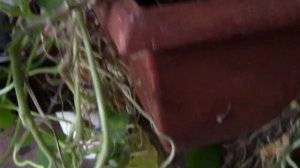 КАК СОХРАНИТЬ НАСТУРЦИЮ ДО СЛЕДУЮЩЕЙ ВЕСНЫ?