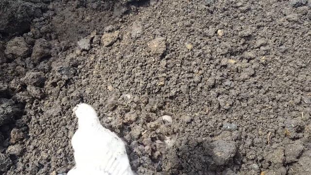 Плодородный, растительный грунт, качество перегноя коровьего Новосибирск #ПГСНСК смотреть онлайн