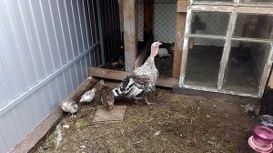 Двухмесячные индюшата отказываются кушать.
