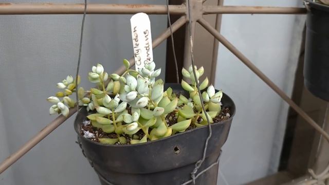 Minha crassula ficando ESTRESSADINHA e REPLANTES de graptoveria e cotyledon pendens Simone Felic