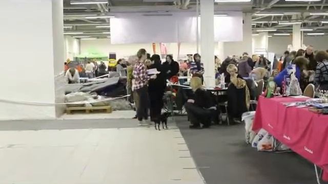 16.01.2016 г. Всероссийская выставка собак (САС, ЧРКФ), КЛЖ "Петербург" класс юниоров смотреть онлайн