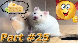 NEW! Подборка Видео Со Смешными Животными Март 2024. Part #25 #dog #cat #animals #video #smile #new