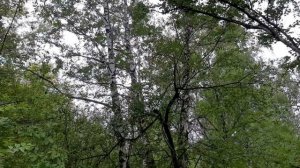 Квакающая птица, которую не видно