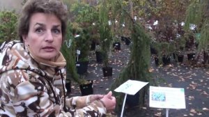 Хвойные растения для сада. Виды и сорта можжевельника. Сайт "Садовый мир"