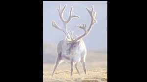 Өлөөн уоттара......Огни посёлка Оленёк.Посёлок Оленёк республики Якутия