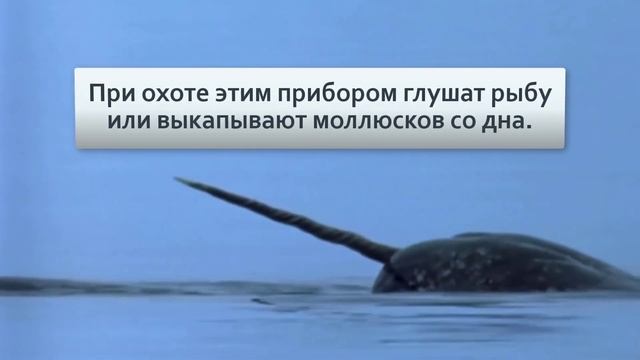 Нарвал: Левый - коронный, правый - похоронный! смотреть онлайн