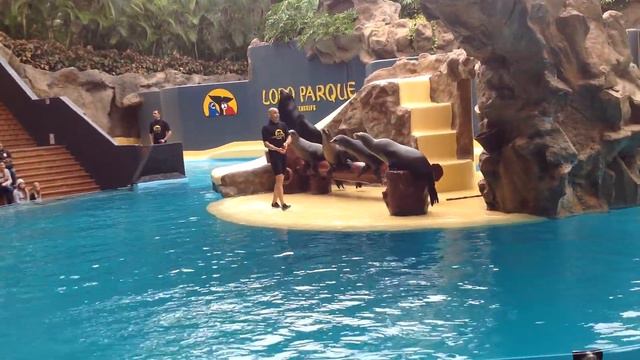 Лоро парк. Остров Тенерифе. Испания. Январь 2014 года. смотреть онлайн