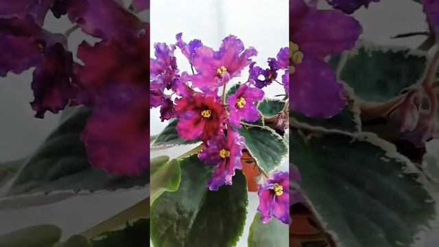 ЛЕ-Южная ночь смотреть онлайн