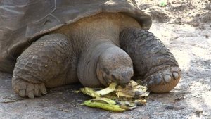 Не думать о еде