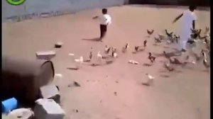 Атака петухов на малыша
