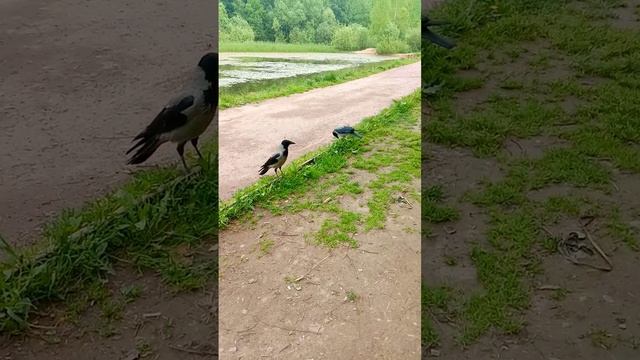 Вороны у лесного пруда делят добычу.