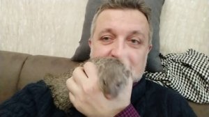 Домашний африканский полосатый мангуст. Первые дни.