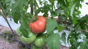 Томат Анжела гигант (Королевский сад Ильи Королева)