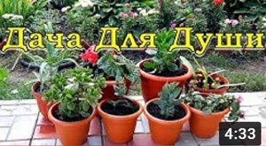 Зеленые «ПИТОМЦЫ» возвращаются в квартиру ?⚘?⚘?