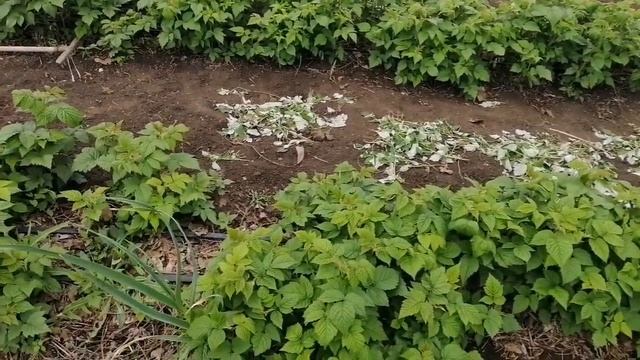 Прореживание ремонтантной малины